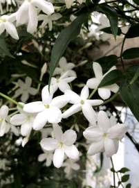 jasmin