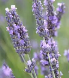 lavande